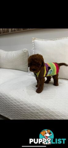 puppy poodle looking for caring family