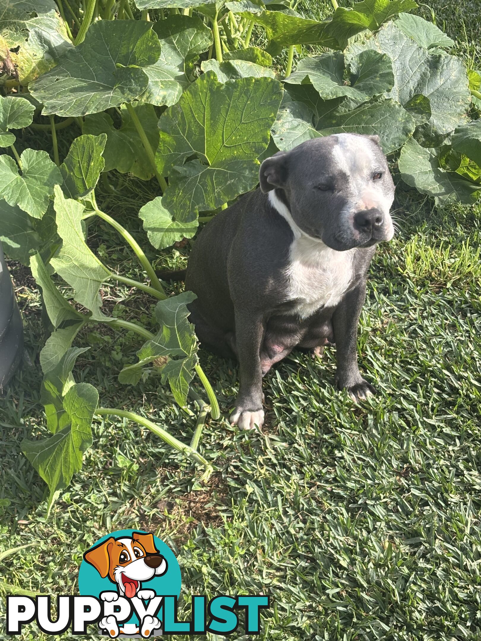 Blue English Staffy pups