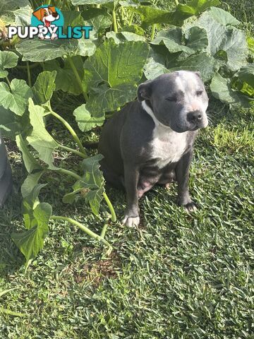 Blue English Staffy pups