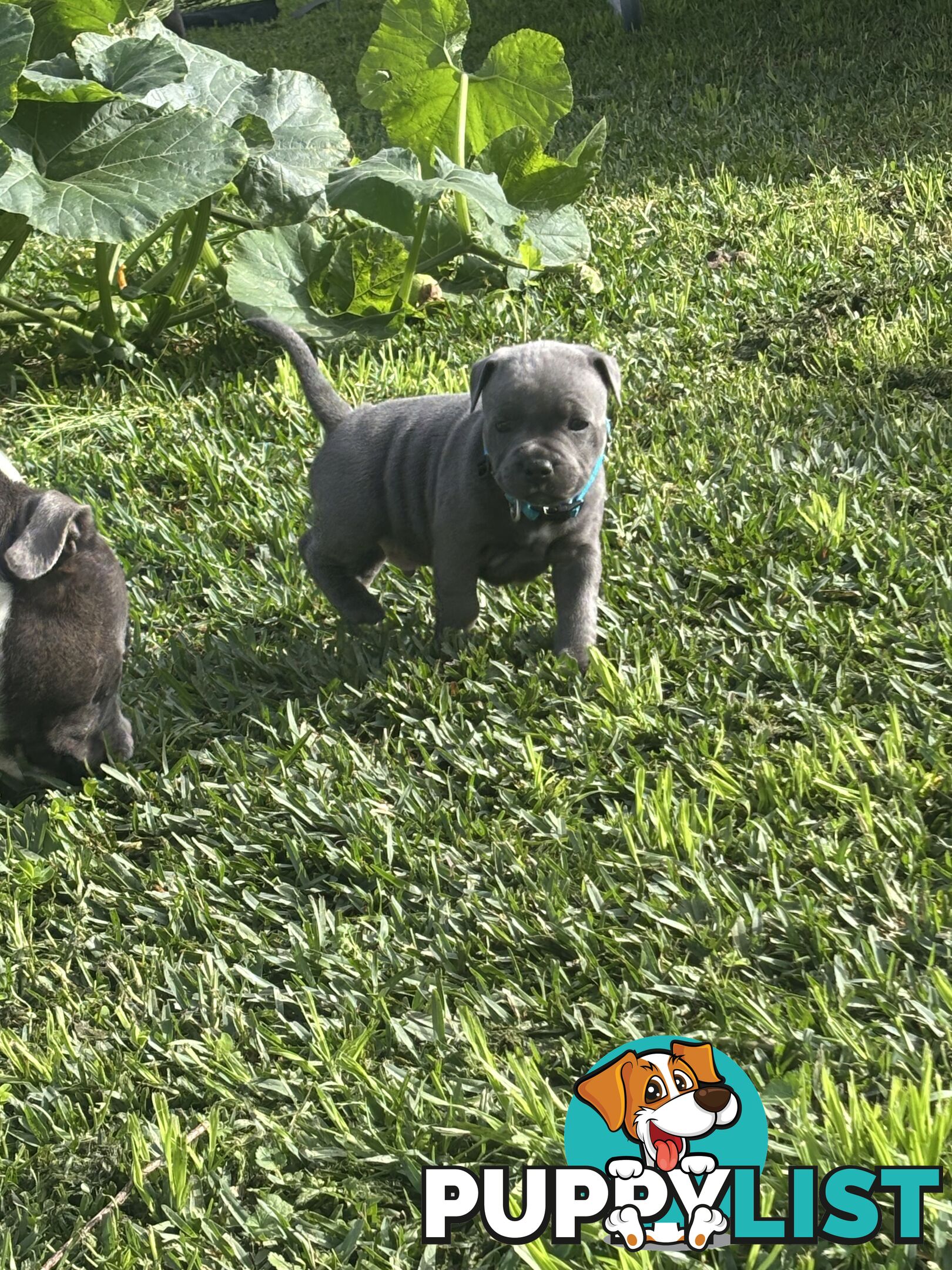 Blue English Staffy pups