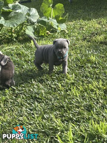 Blue English Staffy pups