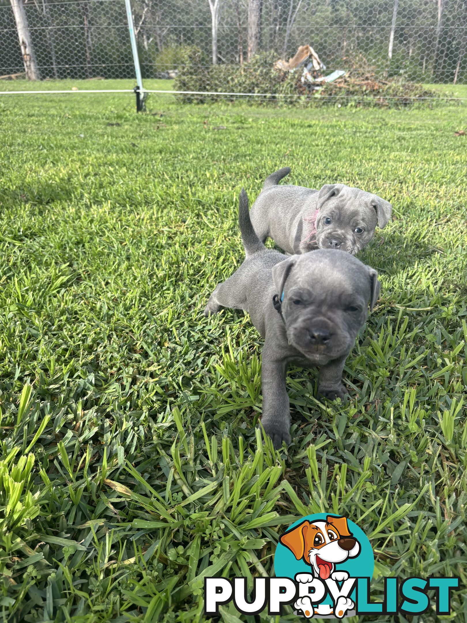Blue English Staffy pups