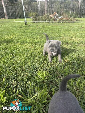 Blue English Staffy pups