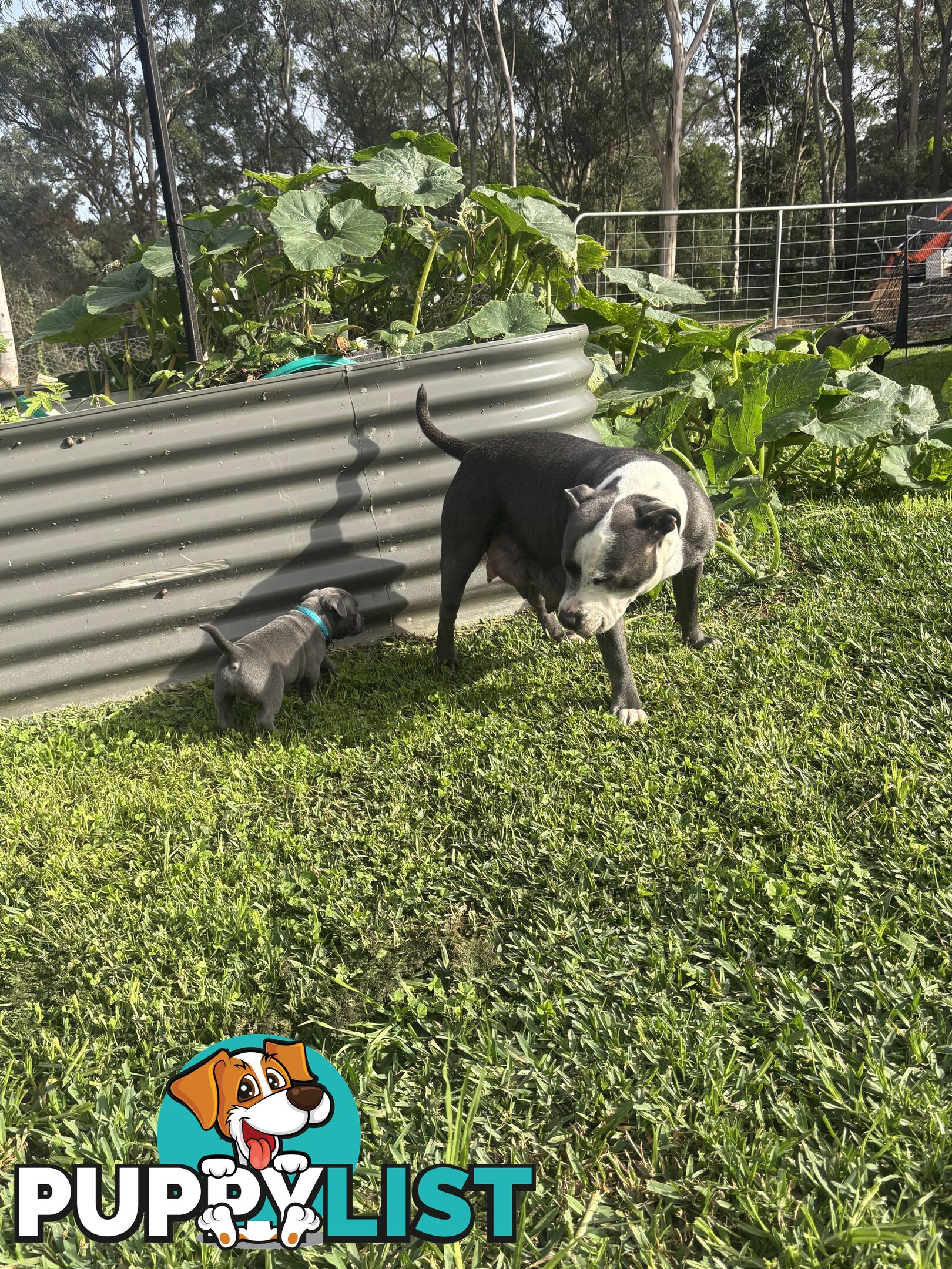 Blue English Staffy pups