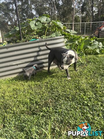 Blue English Staffy pups