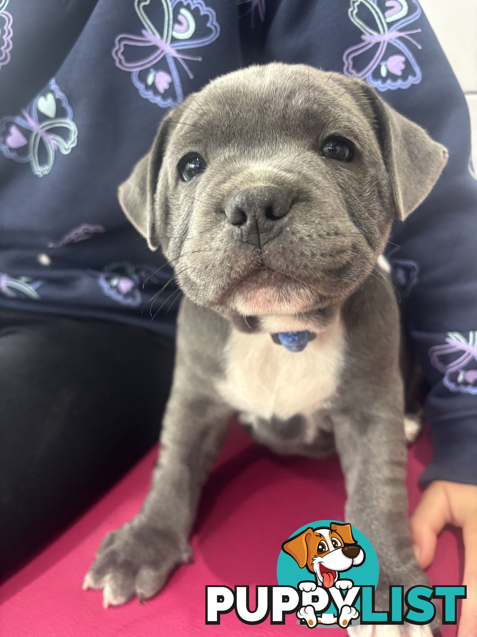 Blue English Staffy pups