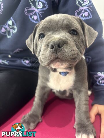 Blue English Staffy pups