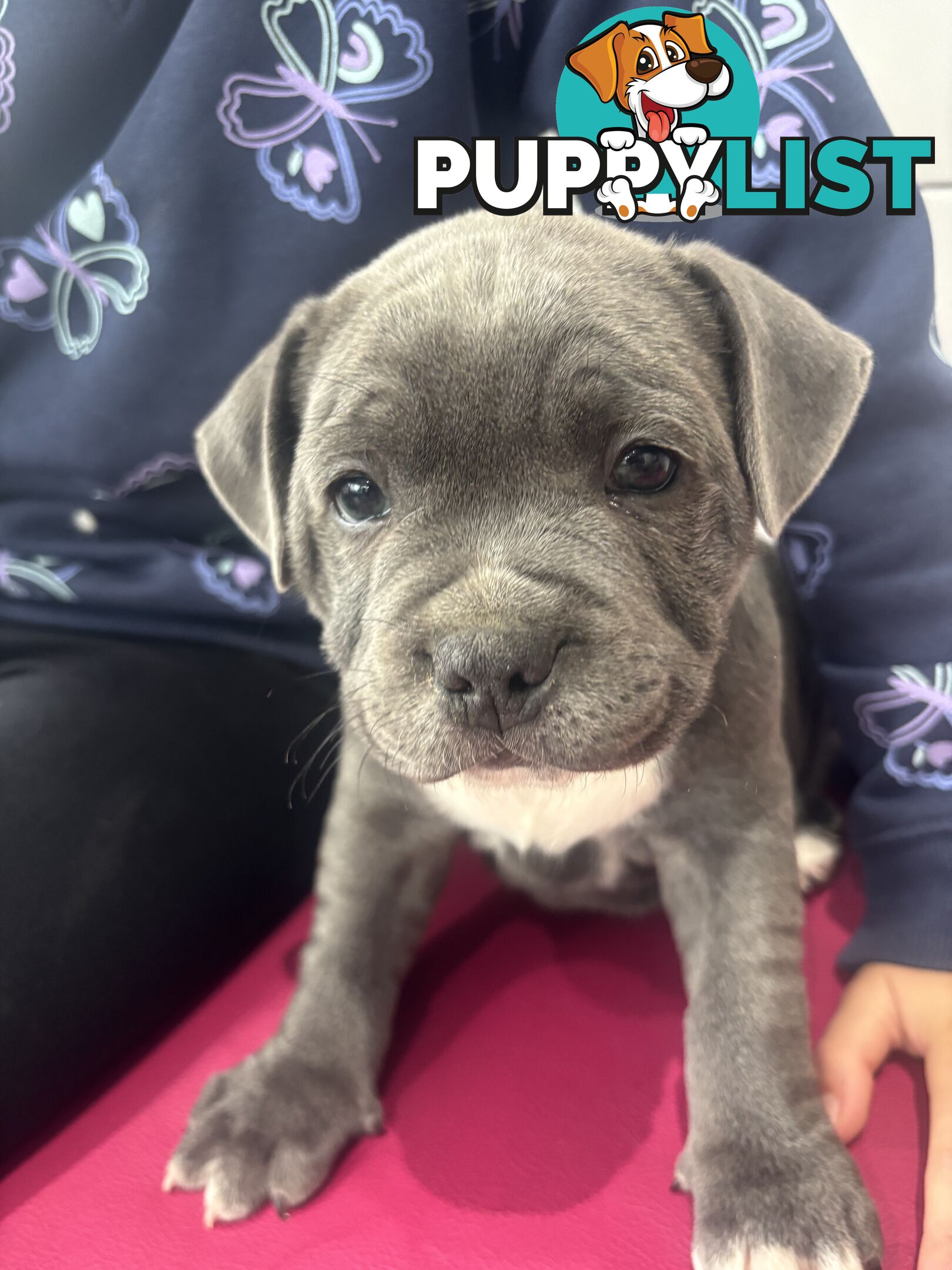 Blue English Staffy pups