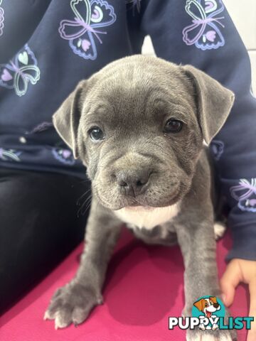 Blue English Staffy pups