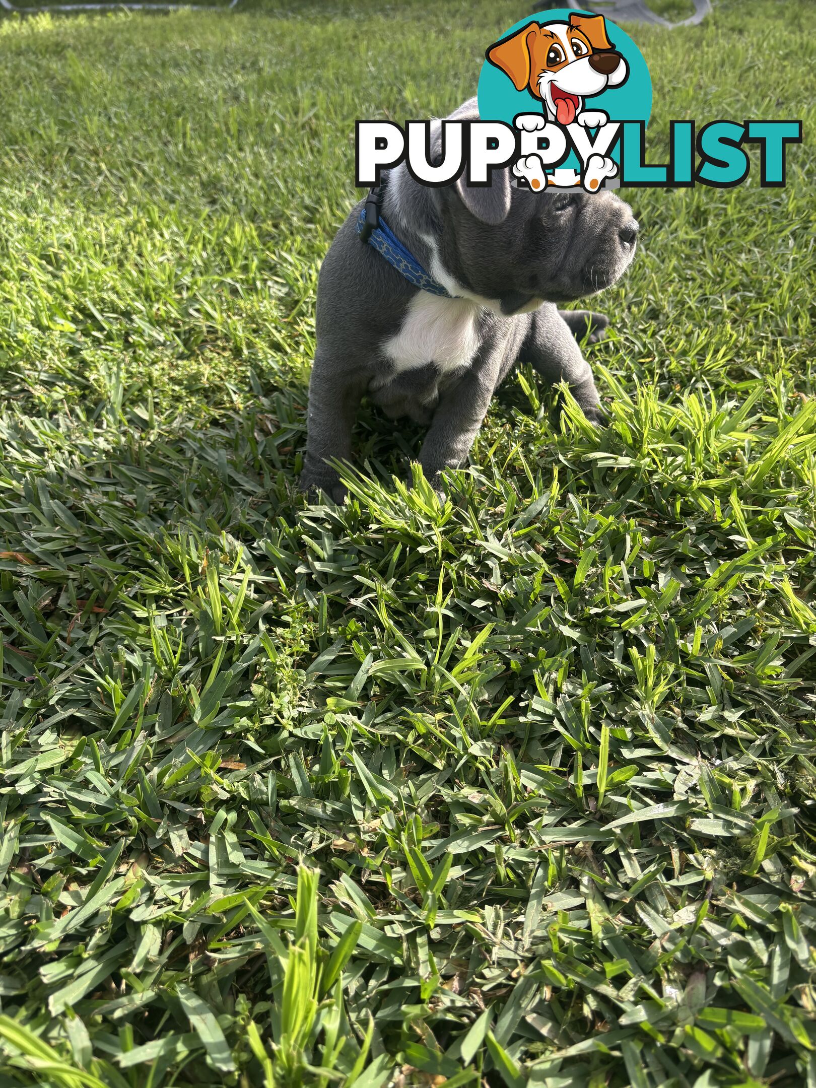 Blue English Staffy pups