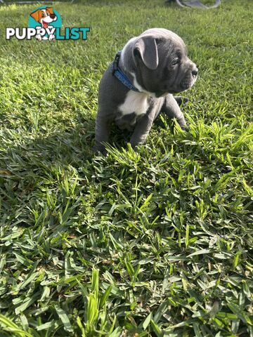 Blue English Staffy pups