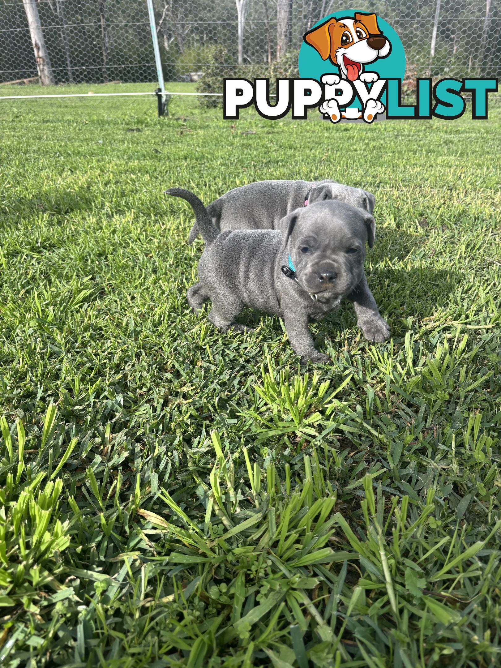Blue English Staffy pups