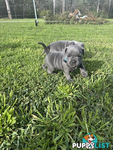 Blue English Staffy pups