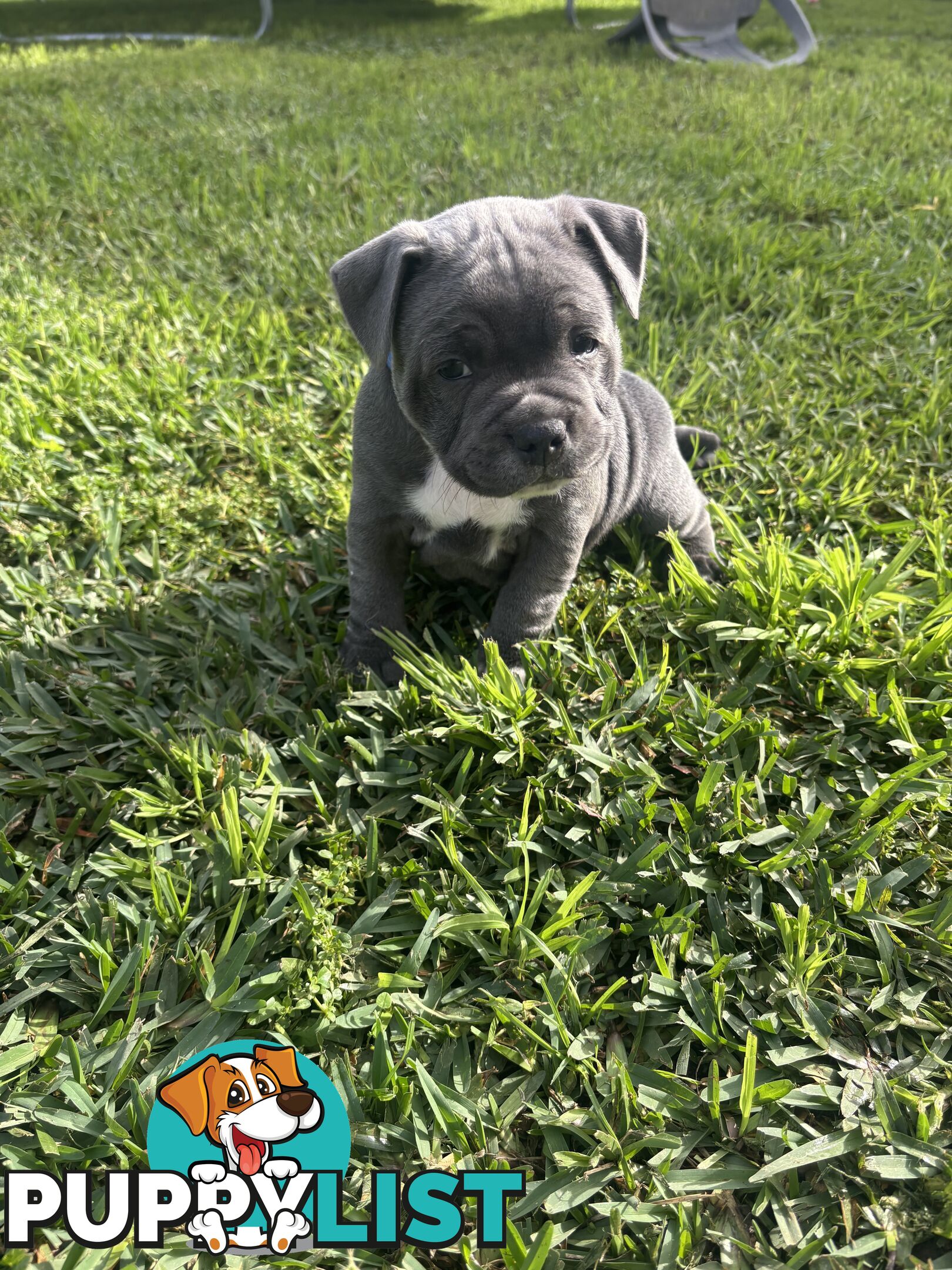Blue English Staffy pups