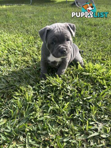 Blue English Staffy pups