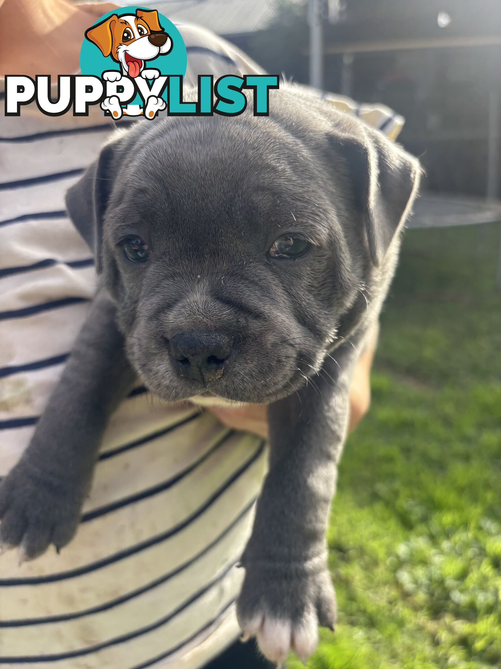 Blue English Staffy pups