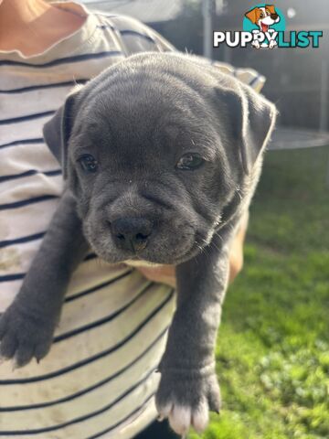 Blue English Staffy pups