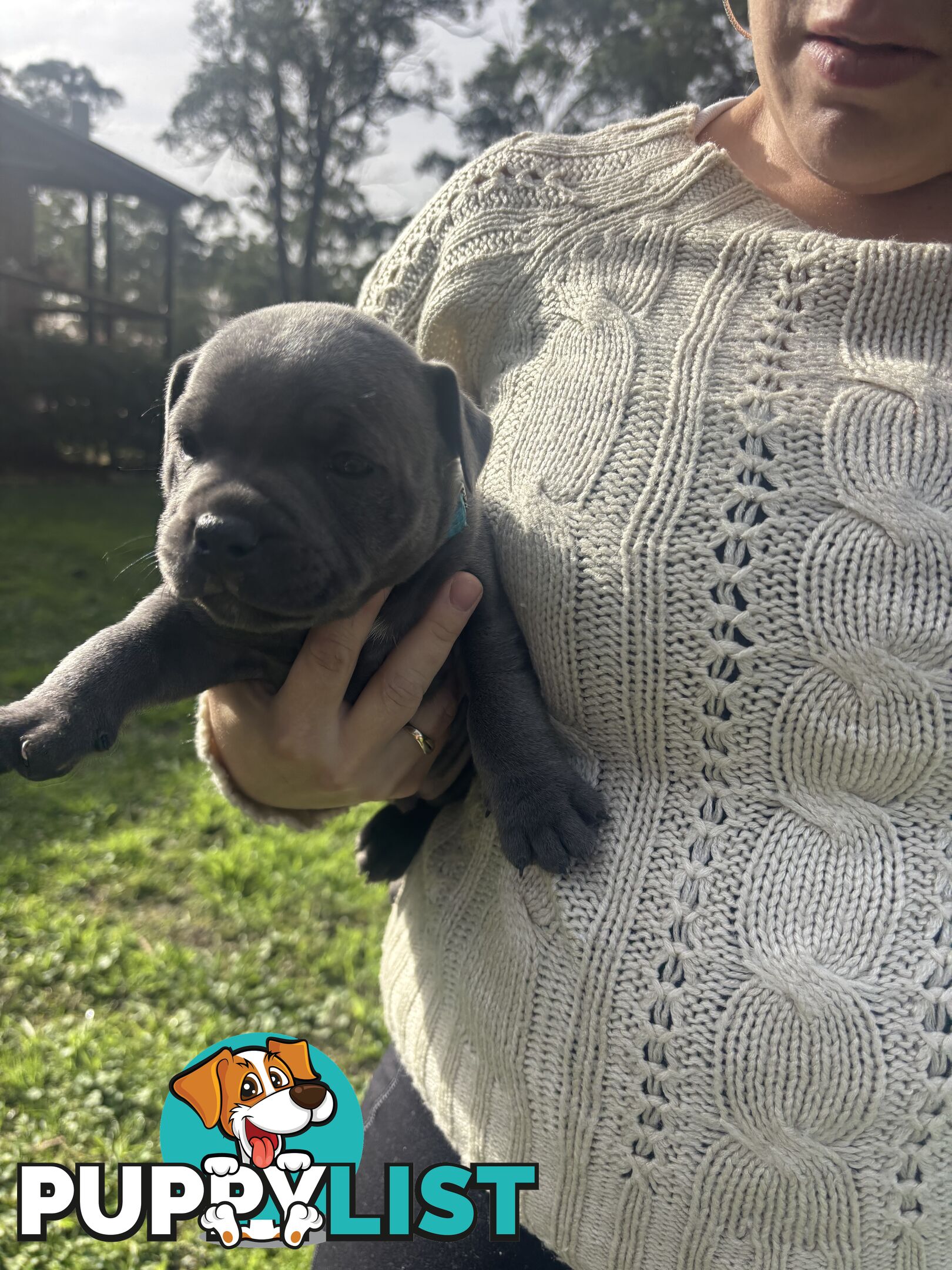 Blue English Staffy pups