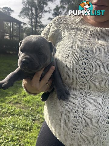 Blue English Staffy pups