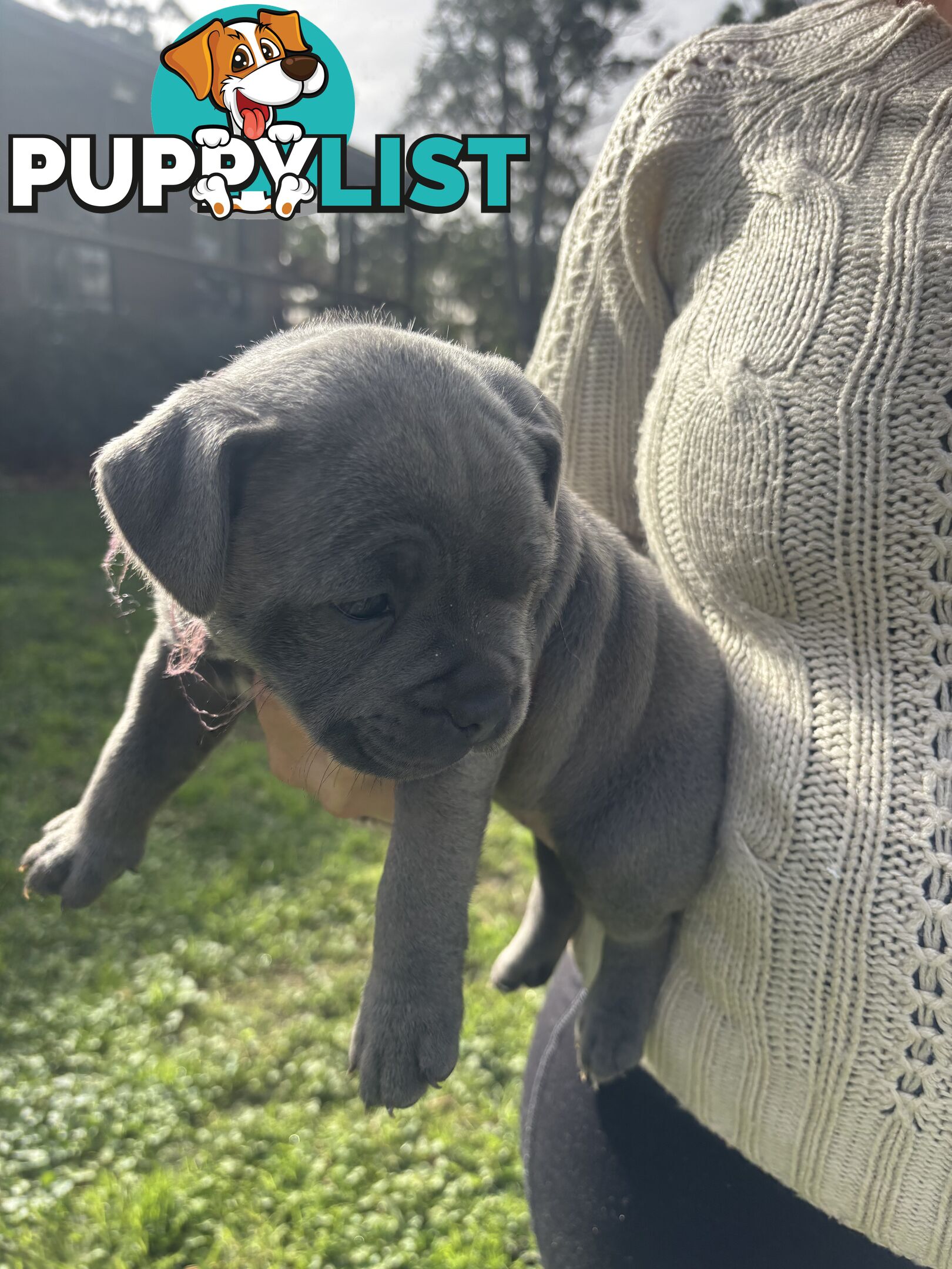 Blue English Staffy pups