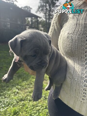 Blue English Staffy pups