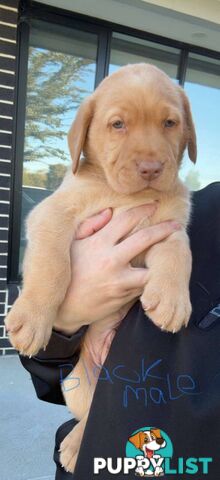 Labrador puppies looking for forever home