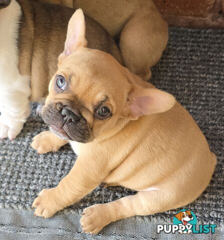 French bulldog