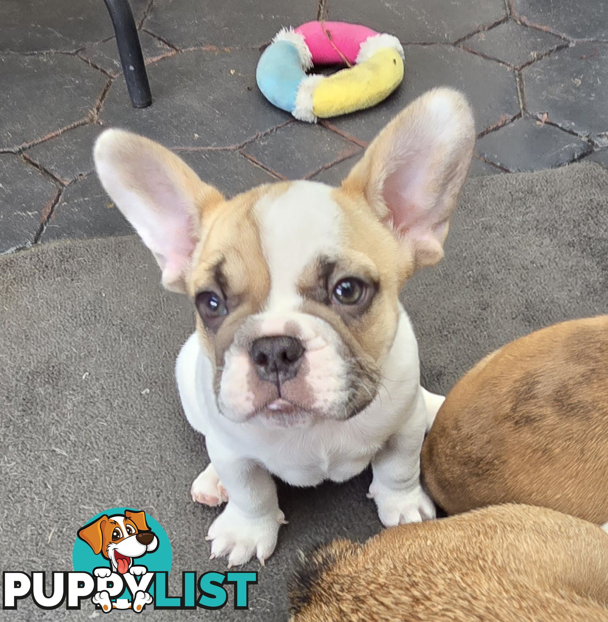French bulldog