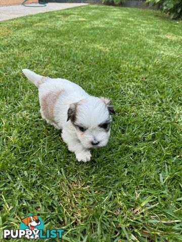 Maltese shihtzu X moodle