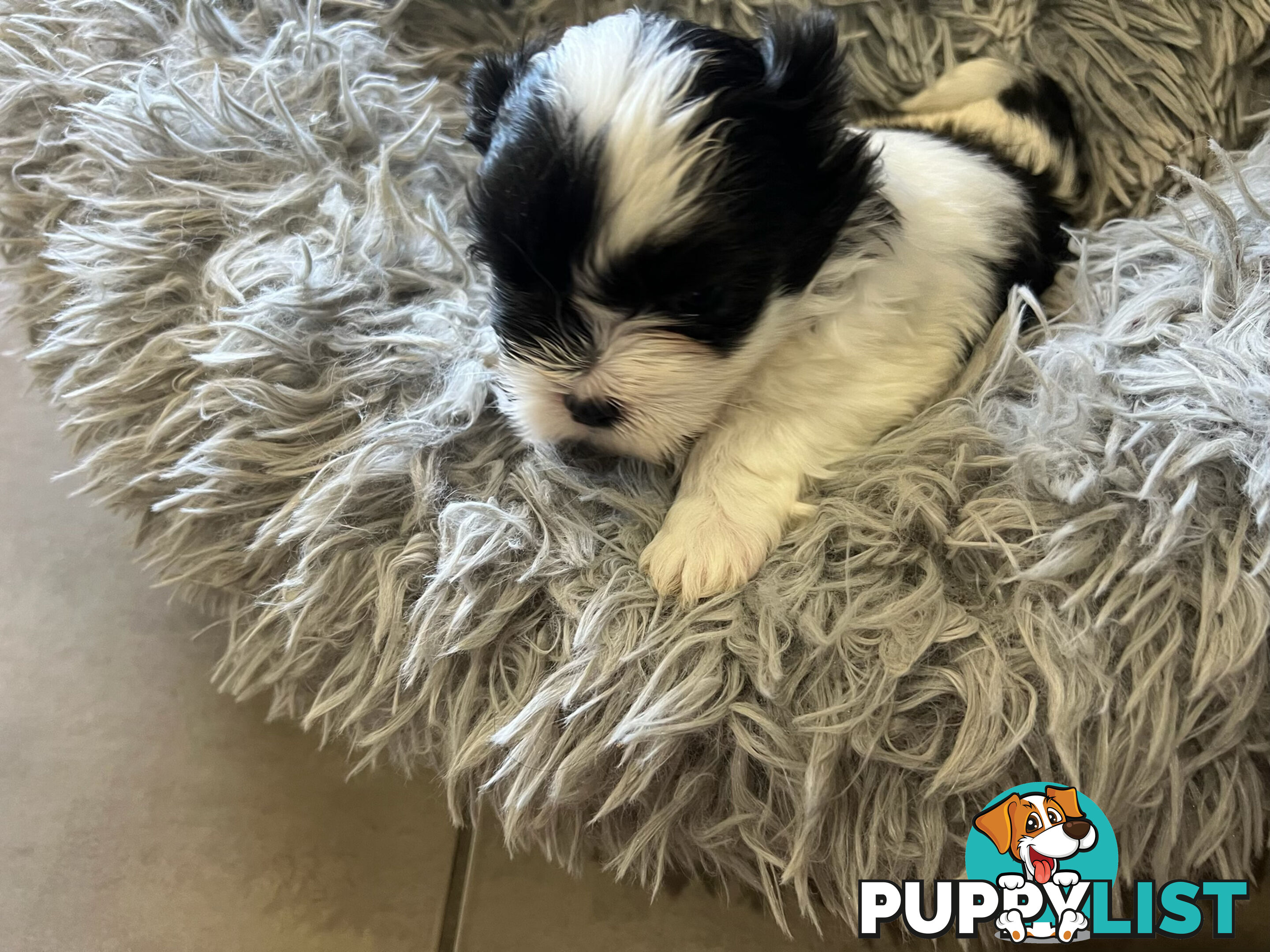 Maltese shihtzu X moodle