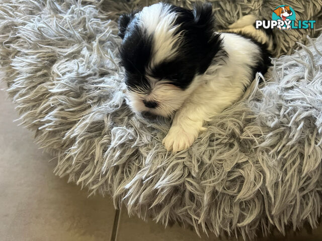 Maltese shihtzu X moodle