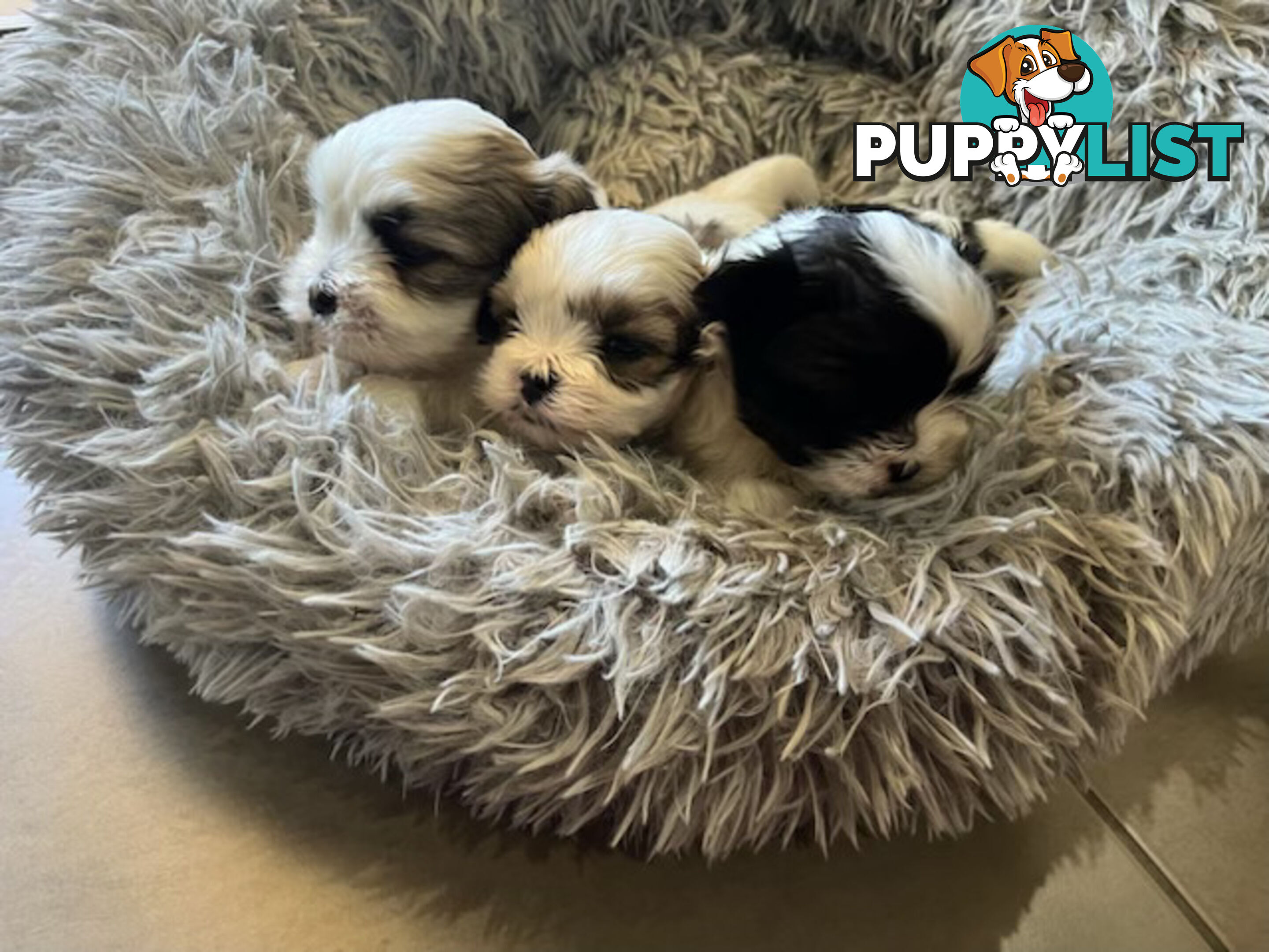 Maltese shihtzu X moodle