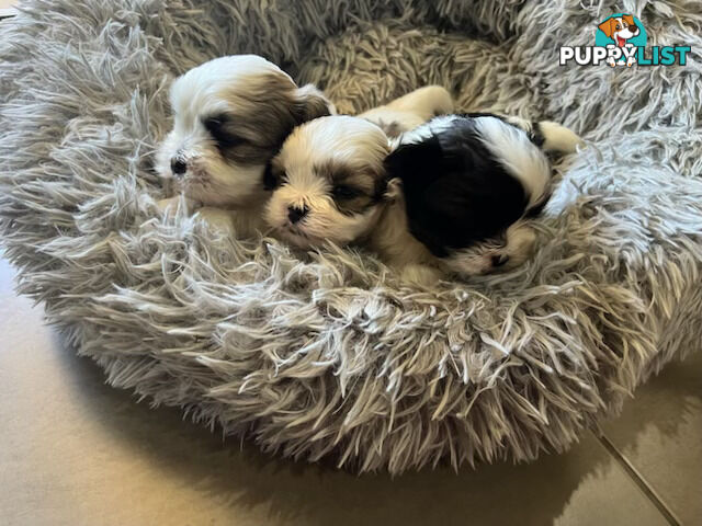 Maltese shihtzu X moodle