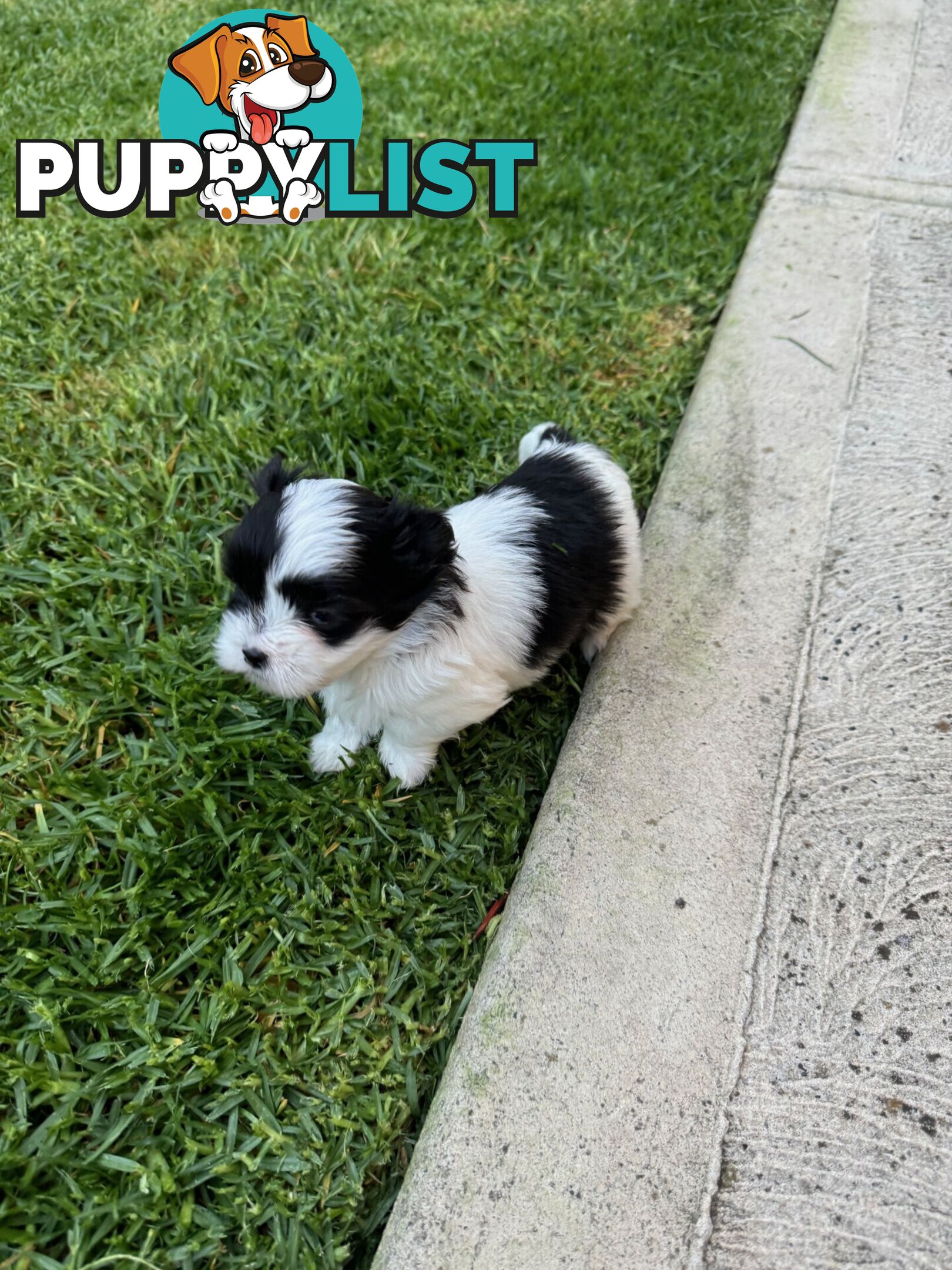 Maltese shihtzu X moodle