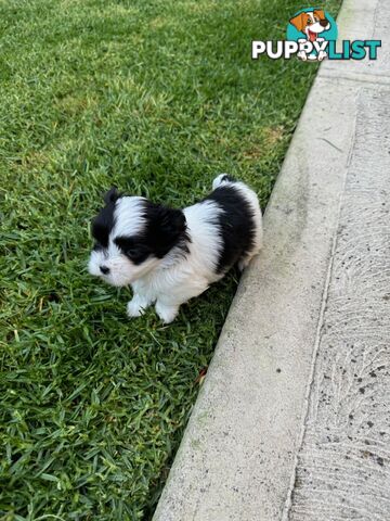 Maltese shihtzu X moodle