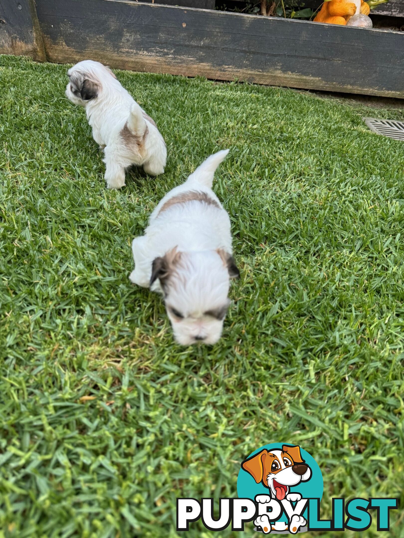 Maltese shihtzu X moodle