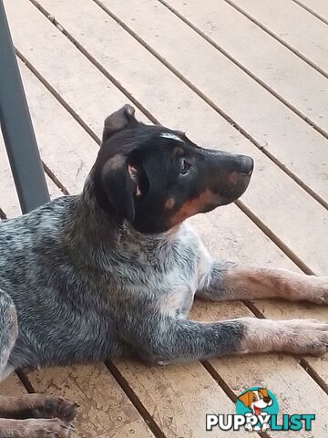 Australian Cattle Dog Puppy