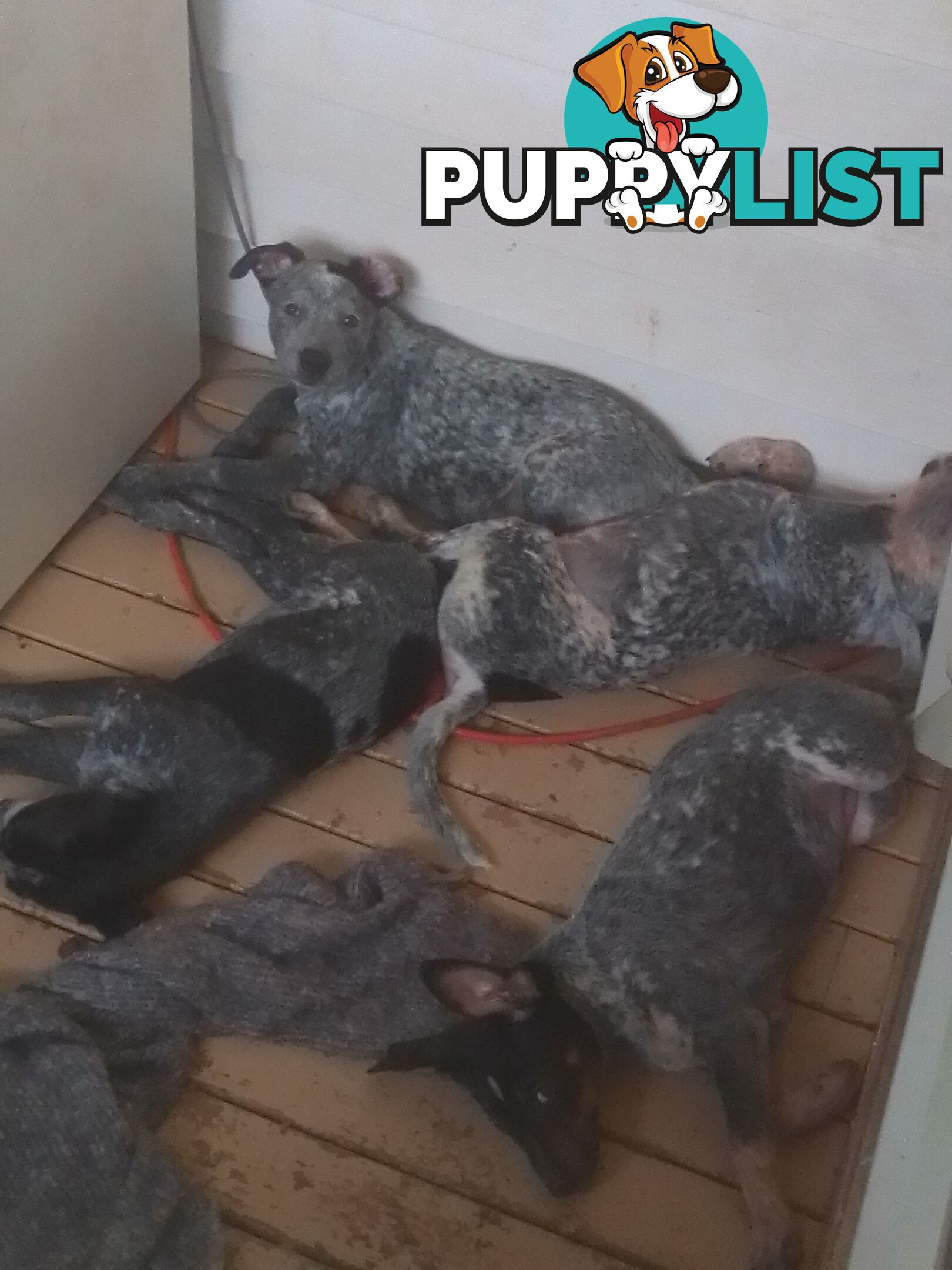 Australia Cattle Dog Puppies