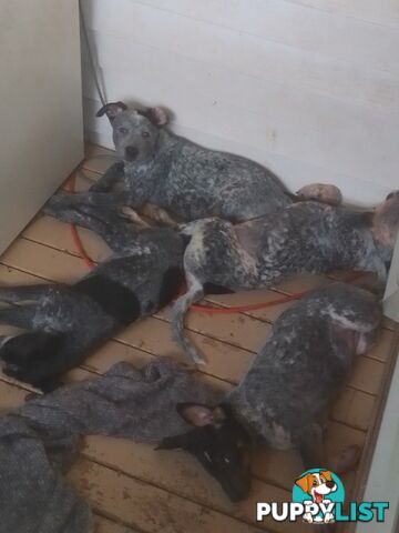 Australia Cattle Dog Puppies