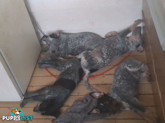 Australia Cattle Dog Puppies