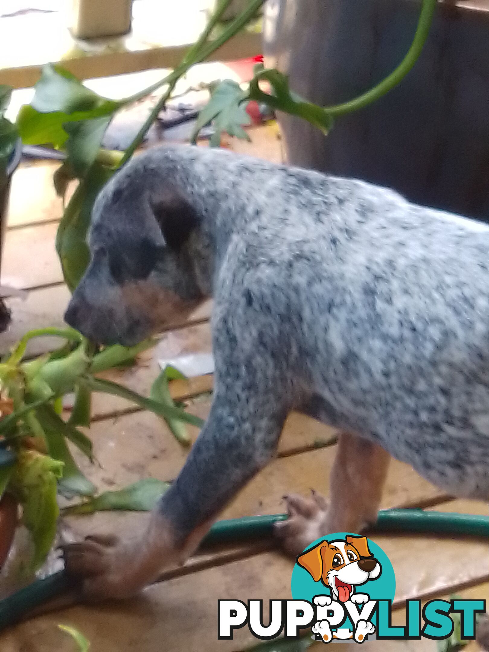 Australia Cattle Dog Puppies