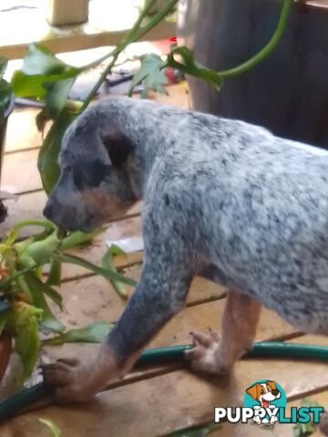 Australia Cattle Dog Puppies