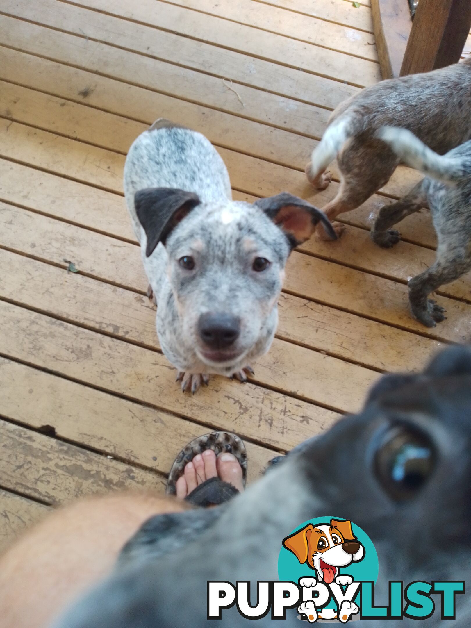 Australia Cattle Dog Puppies