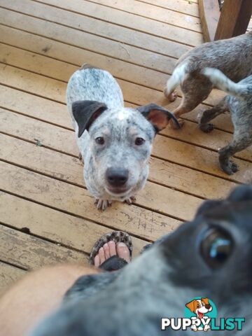 Australia Cattle Dog Puppies