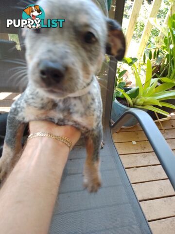 Australia Cattle Dog Puppies