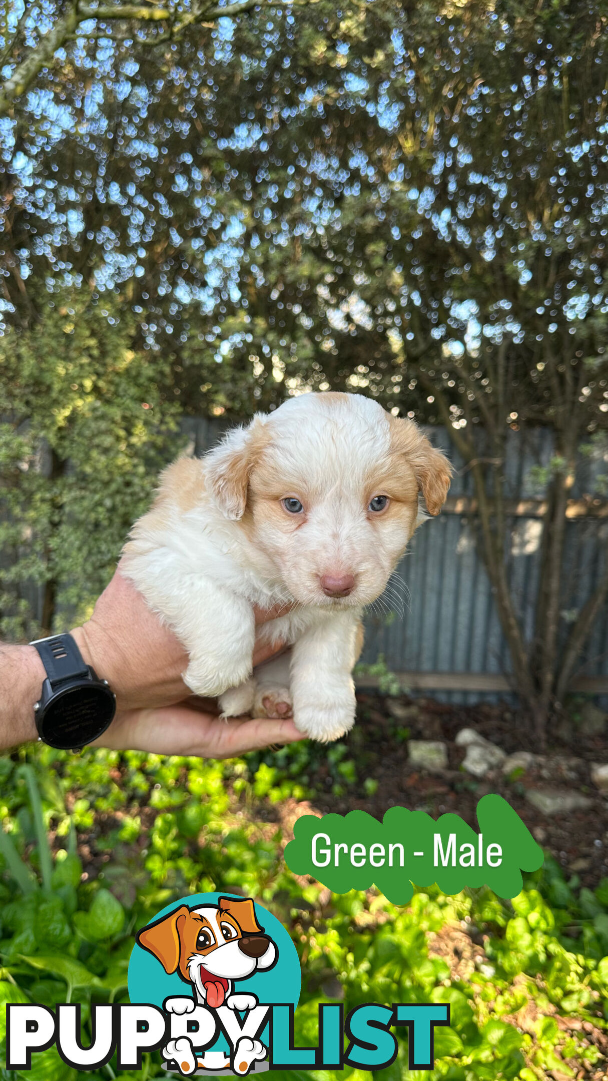 Purebred Border Collie Puppies