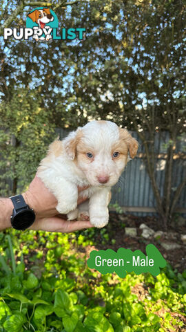 Purebred Border Collie Puppies