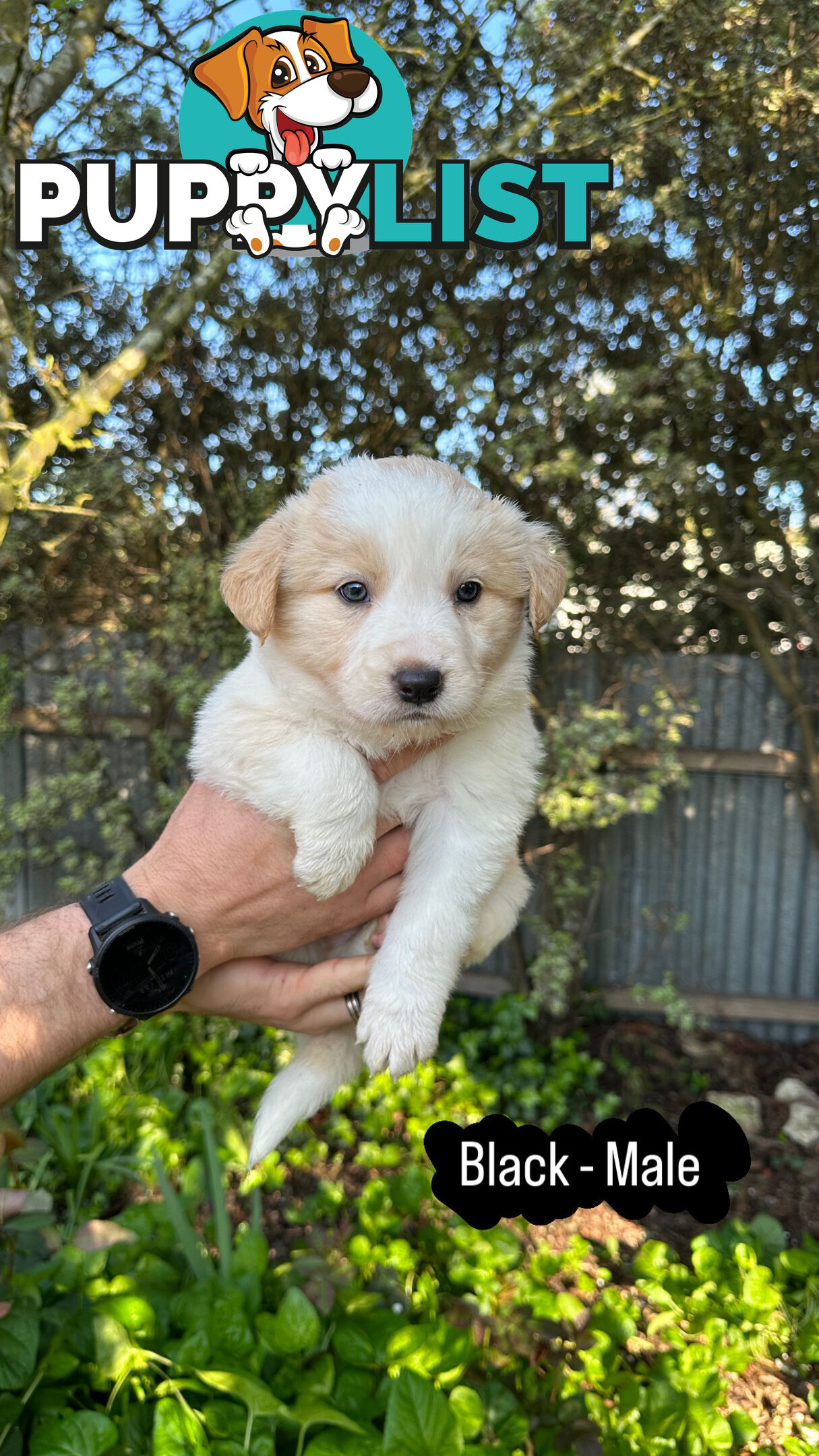 Purebred Border Collie Puppies