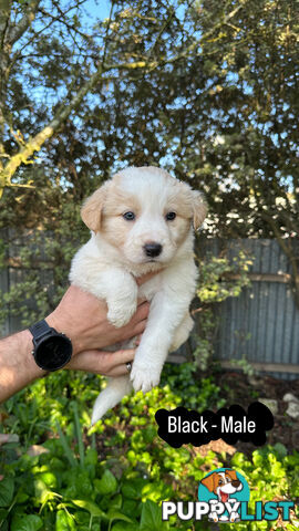 Purebred Border Collie Puppies