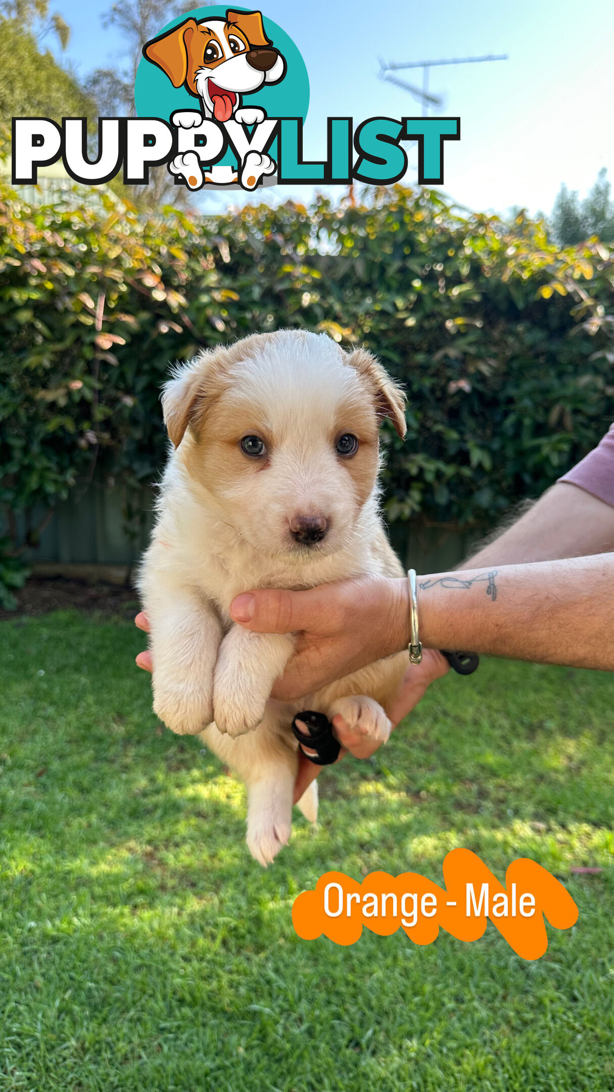 Purebred Border Collie Puppies